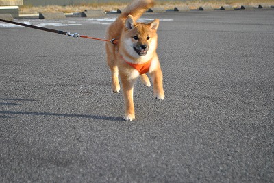 中型犬】柴犬(2008444) | 京都 ペットショップ ノアズアーク