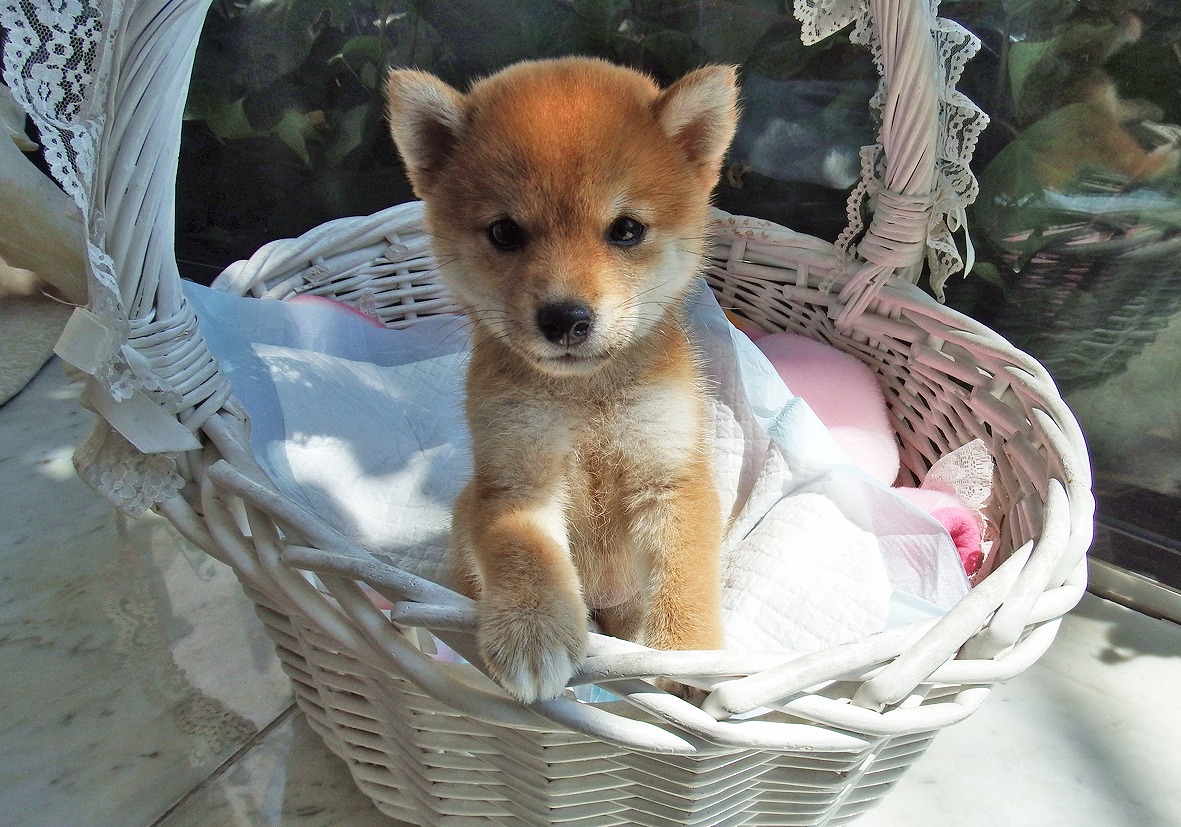柴犬 - 高萩店 | ペッツワン