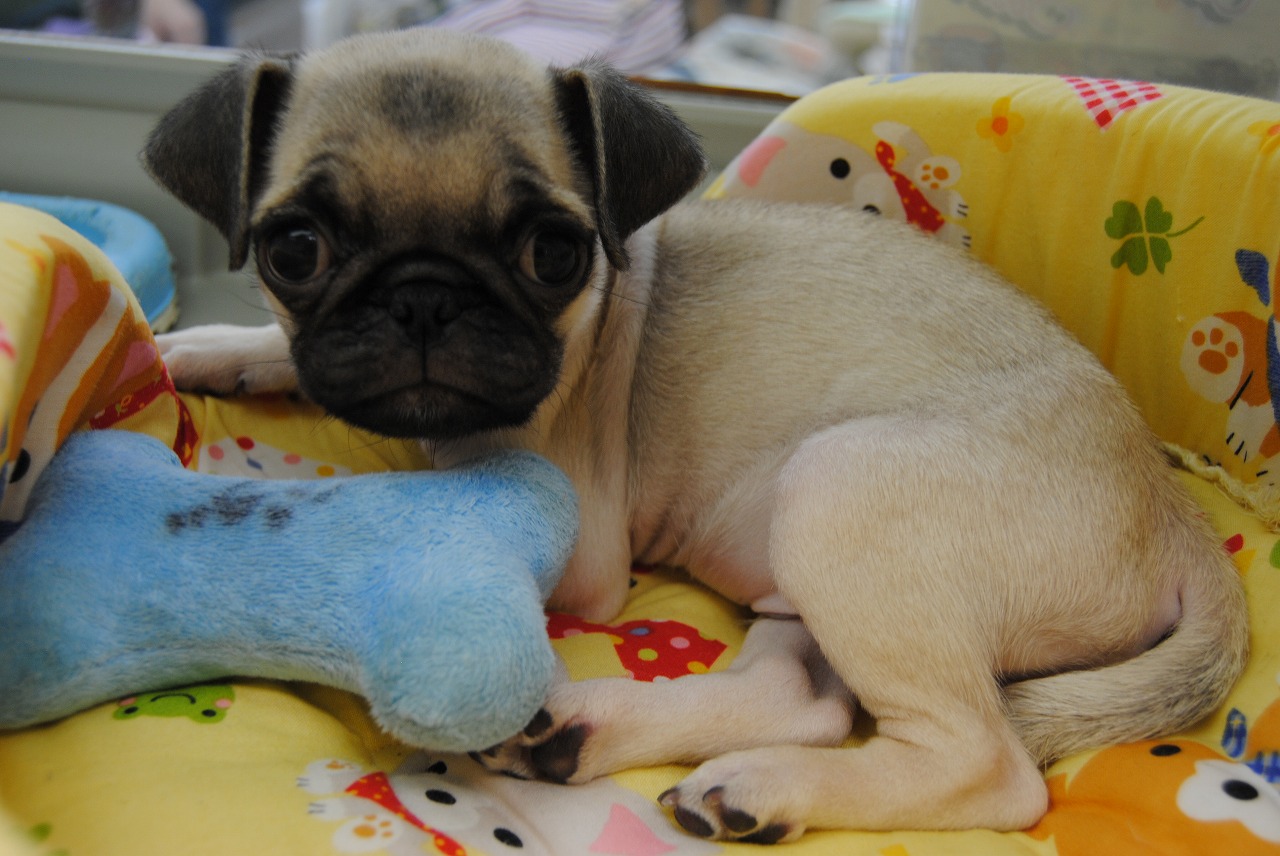 小型犬 パグ 京都 ペットショップ ノアズアーク