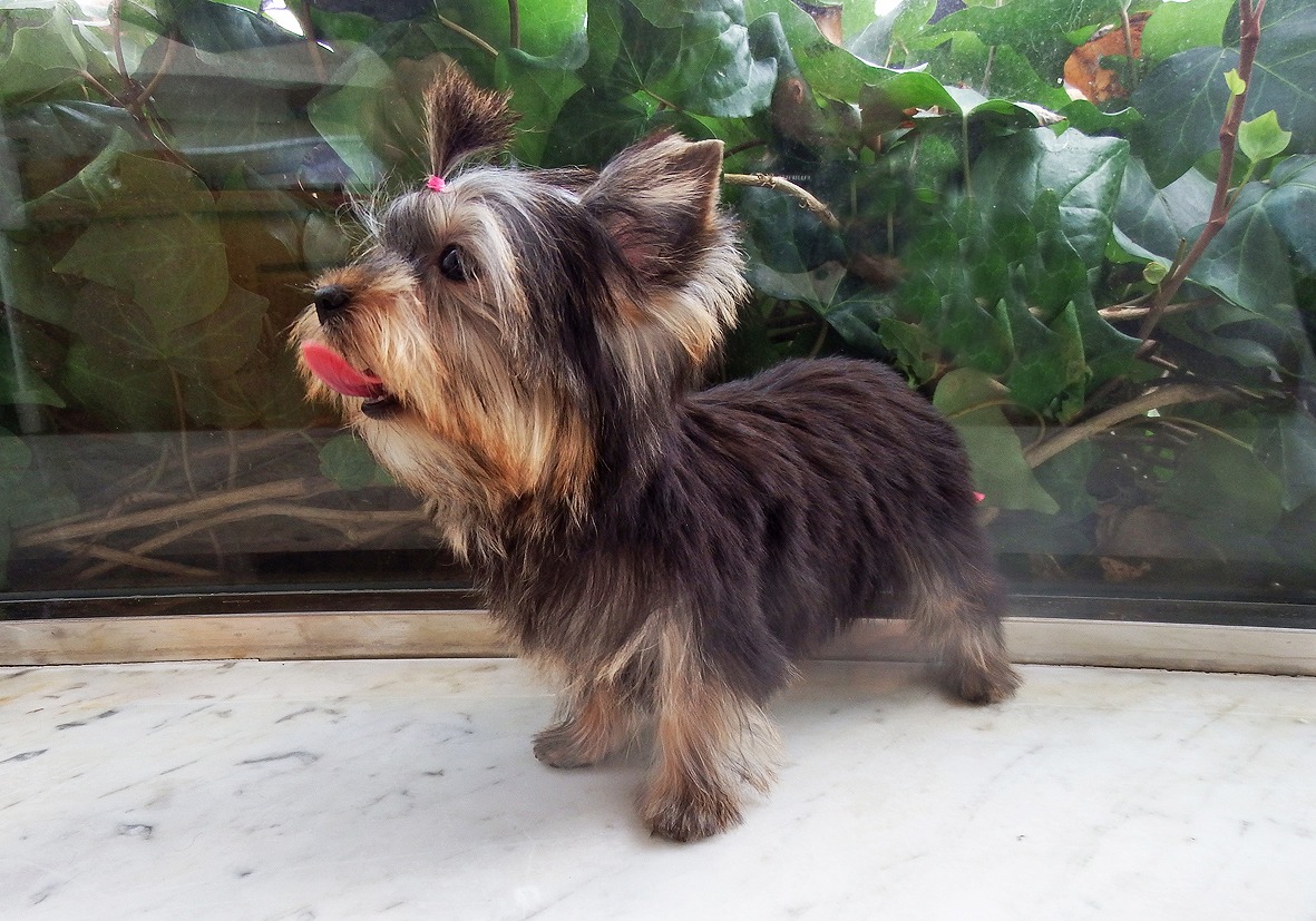 小型犬 ヨークシャテリア 京都 ペットショップ ノアズアーク
