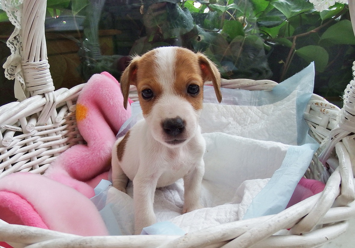 小型犬 ジャックラッセルテリア 京都 ペットショップ ノアズアーク 小型犬 ジャックラッセルテリア 京都 ペットショップ ノアズアーク