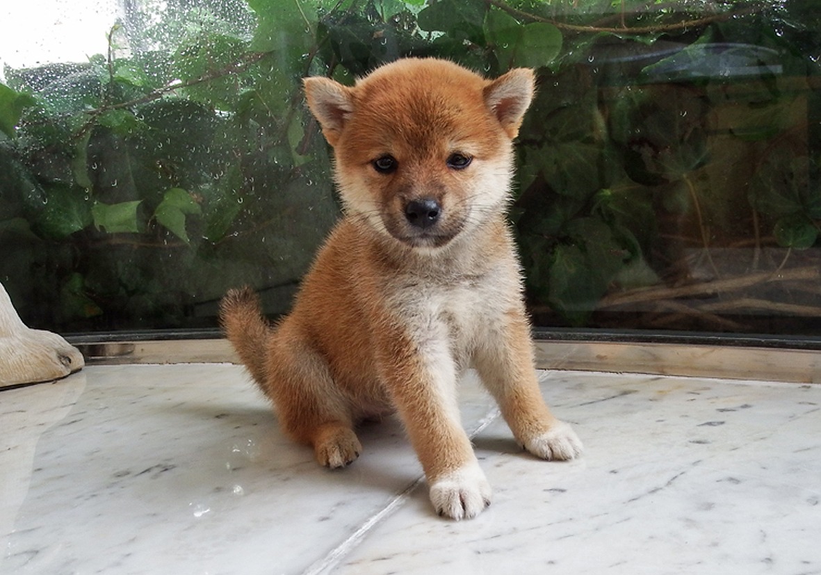BAGGU - バグゥ 日本限定 柴犬 エコバッグの通販 by my＊SHOP