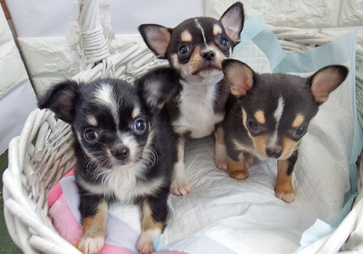 小型犬】チワワ（スムースコート）(2010544) | 京都 ペット