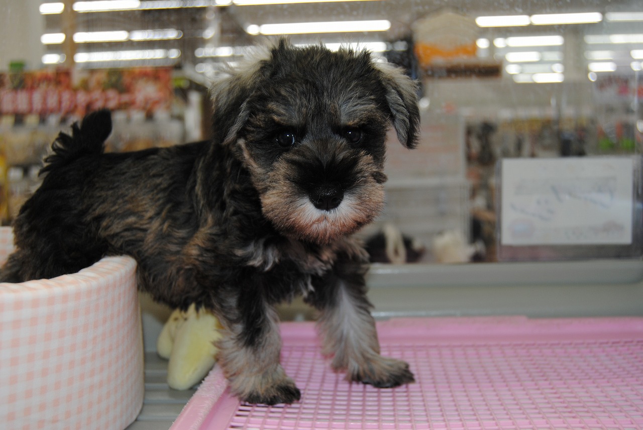 小型犬 ミニチュア シュナウザー 京都 ペットショップ ノアズアーク