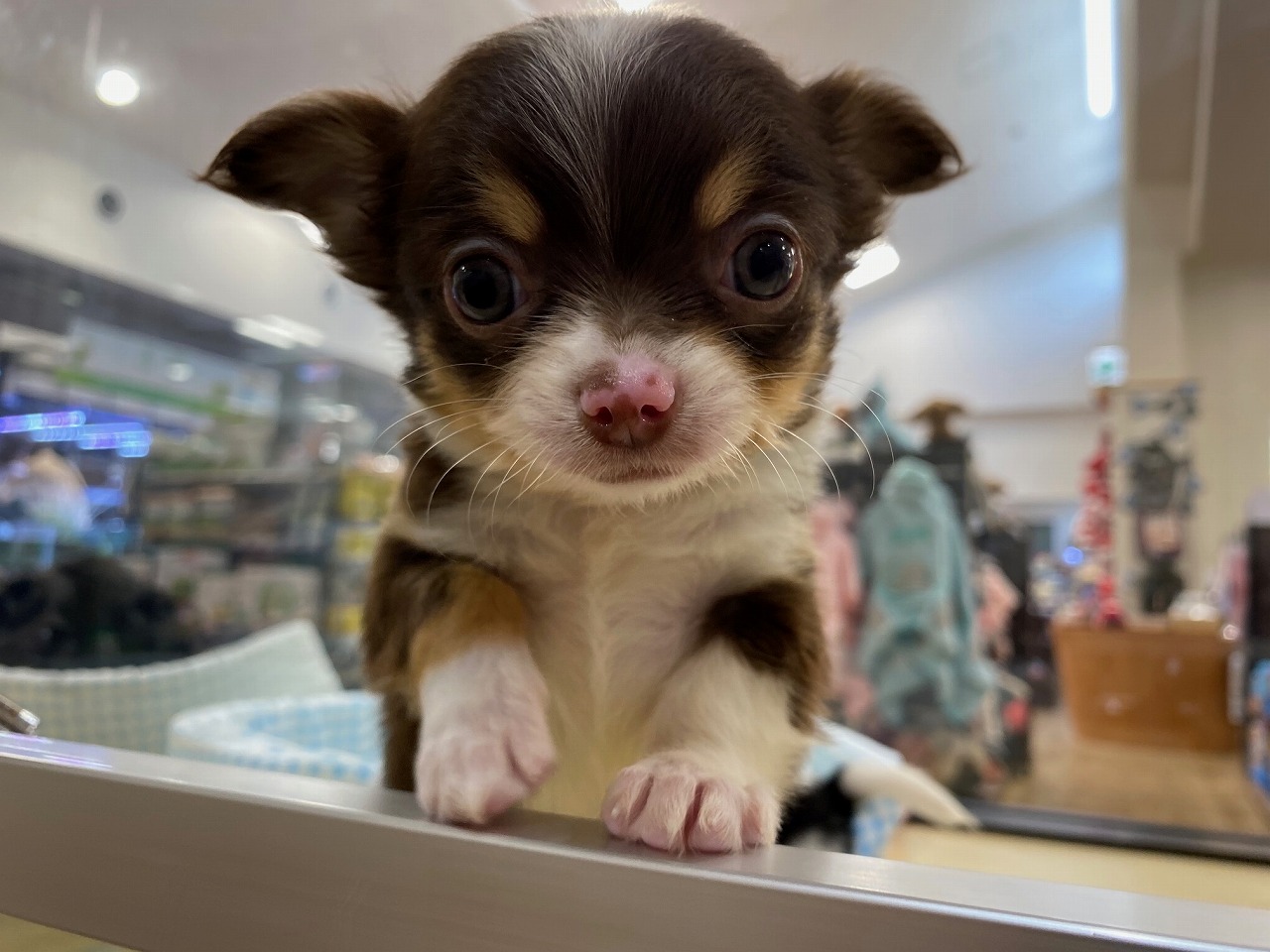 小型犬】チワワ（スムースコート）(2204156) | 京都 ペット