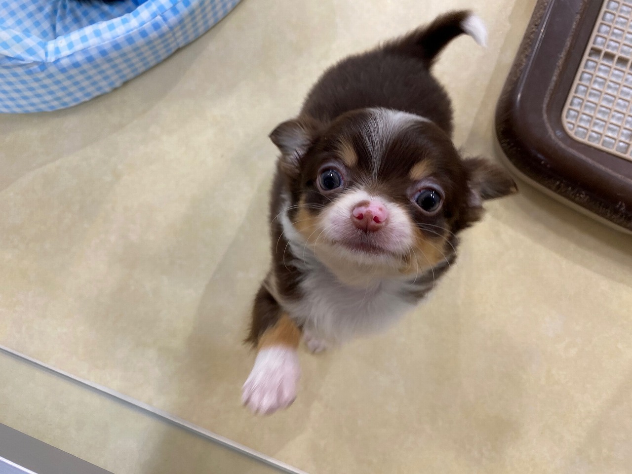 小型犬】チワワ（ロングコート）(2011618) | 京都 ペット