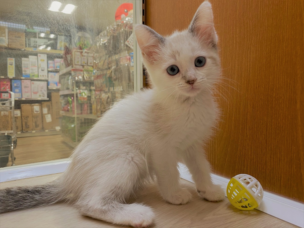 猫 マンチカン 京都 ペットショップ ノアズアーク
