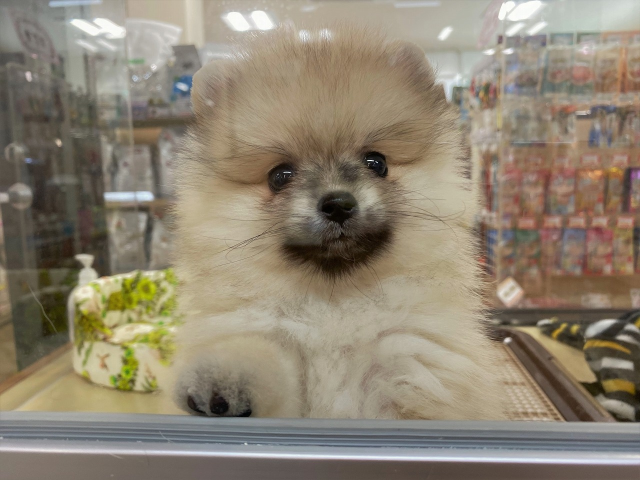小型犬 ポメラニアン 京都 ペットショップ ノアズアーク