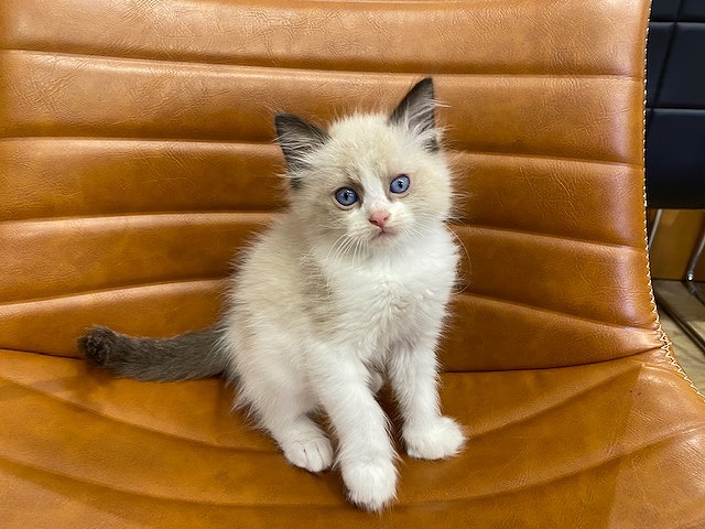 猫】ラグドール(2011601) 京都 ペットショップ ノアズアーク