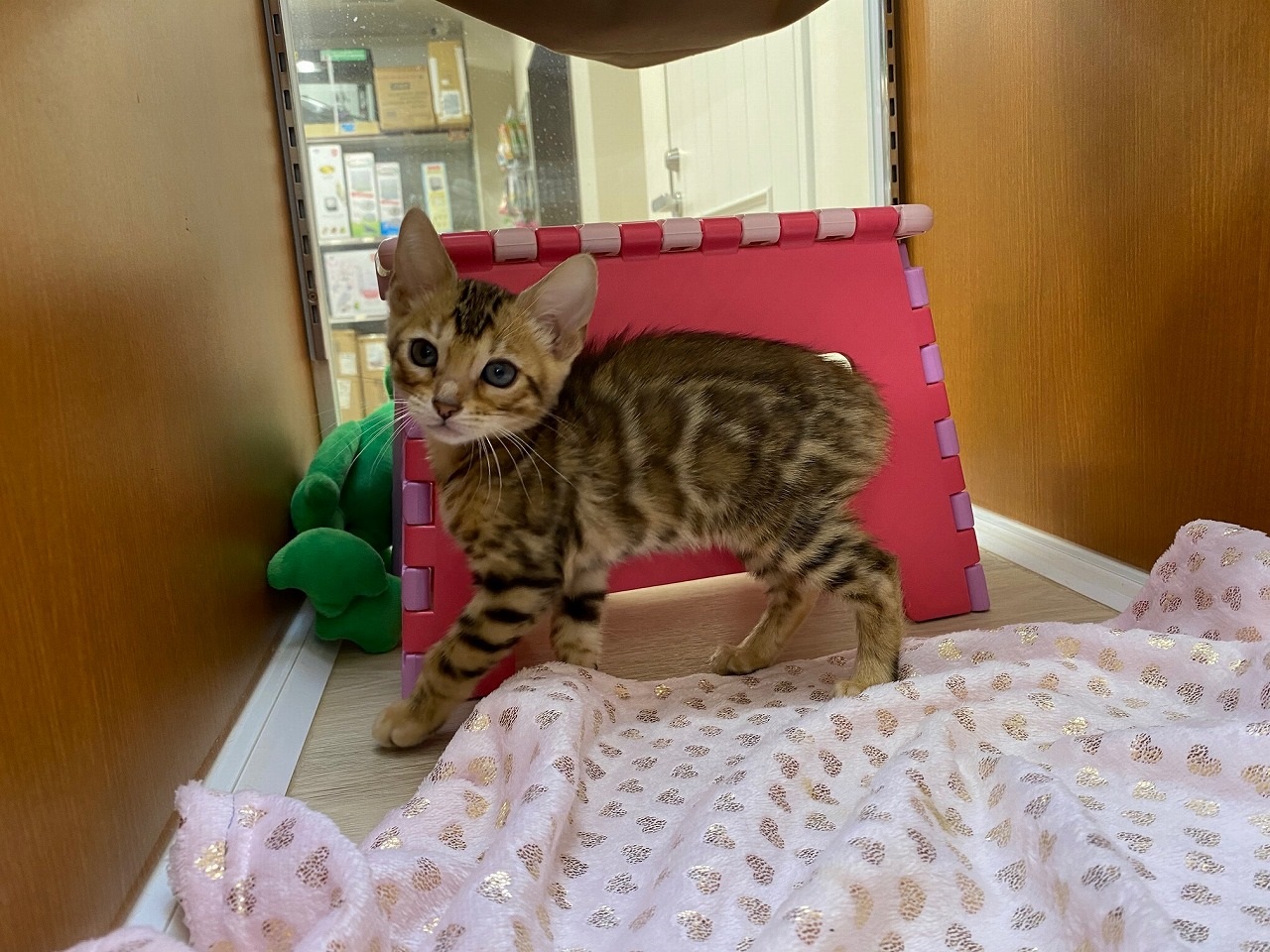 猫 ベンガル 京都 ペットショップ ノアズアーク