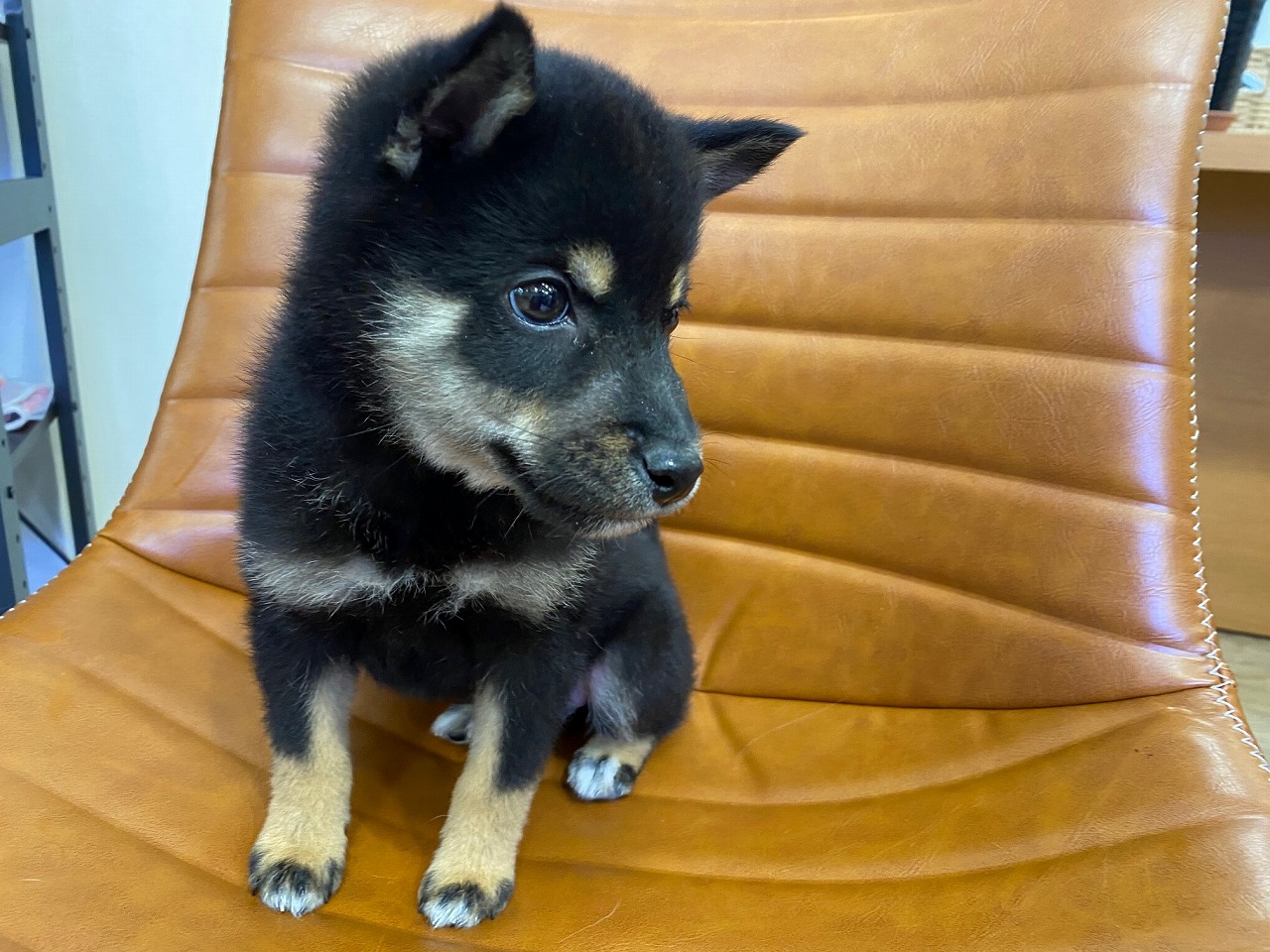 柴♂10/3詳細|ペットショップNOAH'S ARK(ノアズアーク)