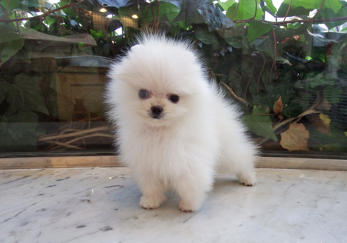 小型犬 ポメラニアン 京都 ペットショップ ノアズアーク