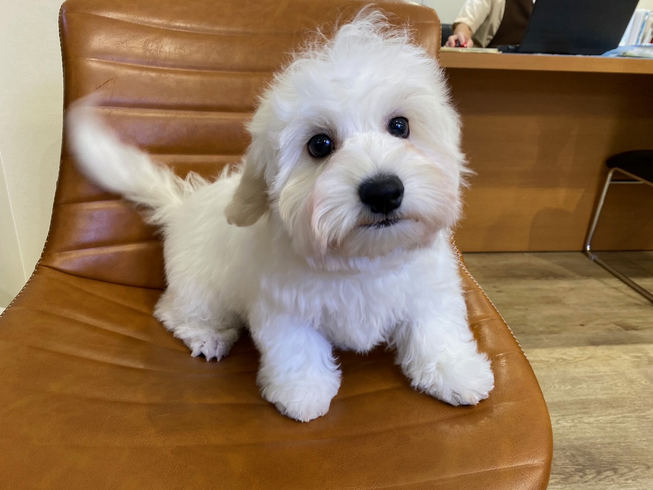 送料無料♡おすわりビションフリーゼ おすわり】ビションフリーゼ（画像） | SPICA Products