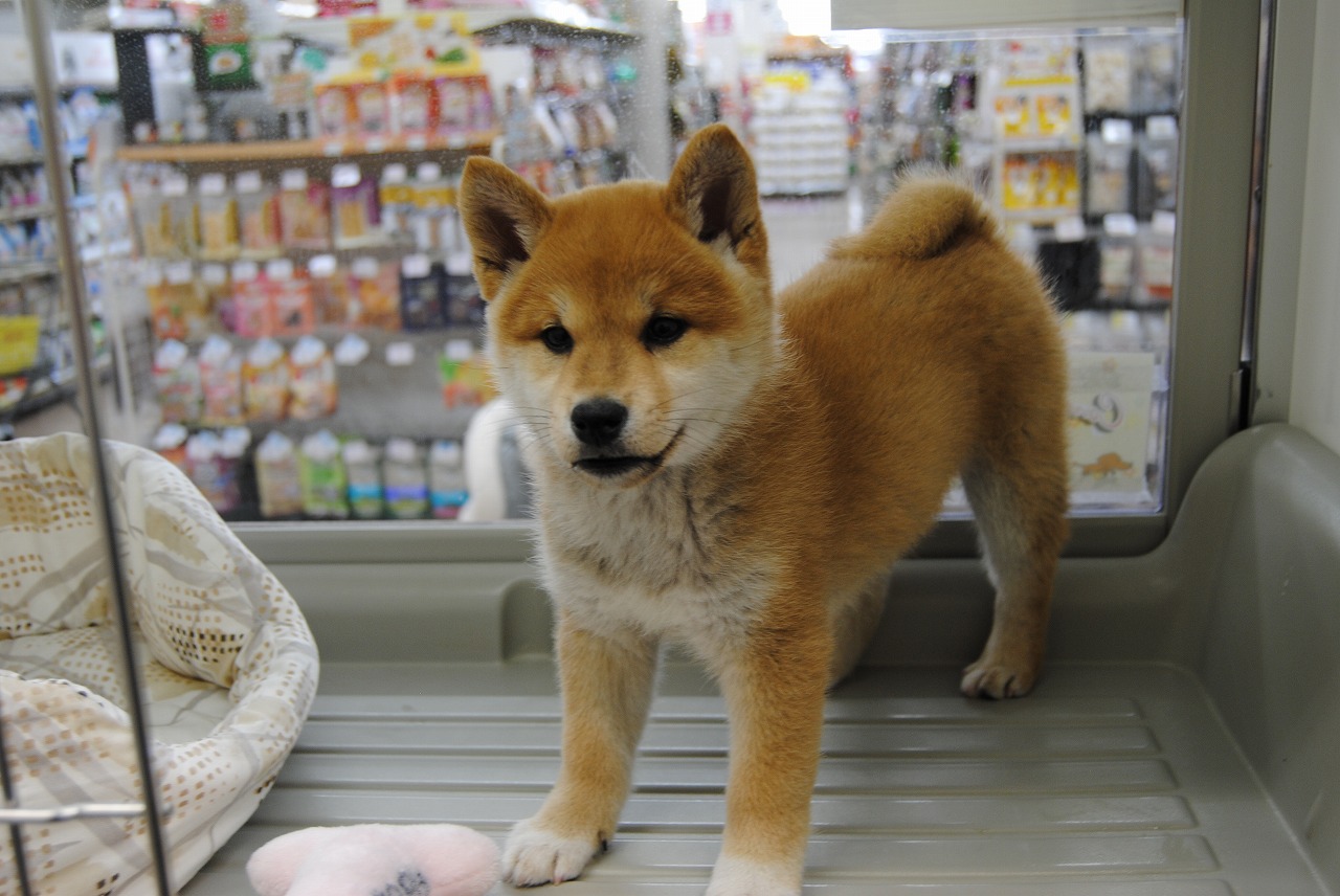 小型犬】柴犬(2012667) | 京都 ペットショップ ノアズアーク