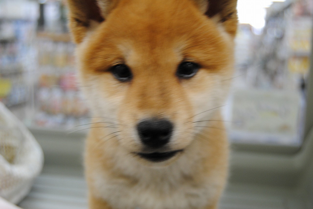 BAGGU - バグゥ 日本限定 柴犬 エコバッグの通販 by my＊SHOP