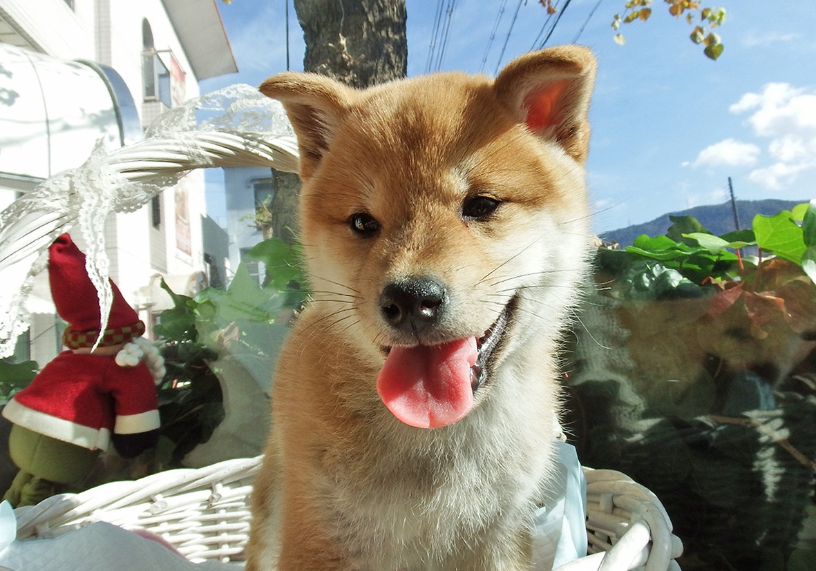 小型犬】柴犬(2012667) | 京都 ペットショップ ノアズアーク