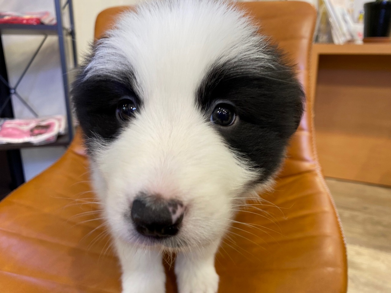 中型犬 ボーダーコリー 京都 ペットショップ ノアズアーク