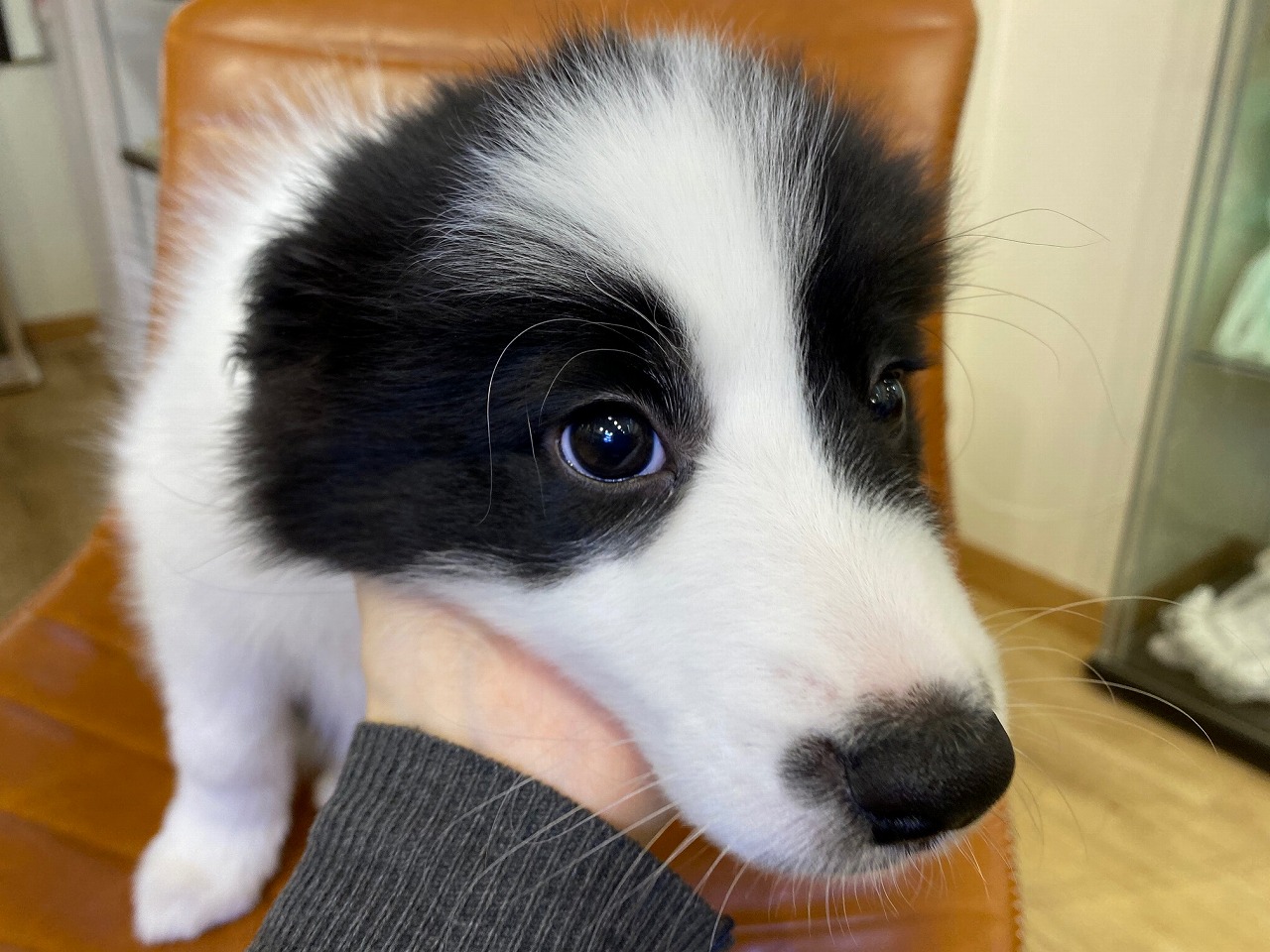 中型犬 ボーダーコリー 京都 ペットショップ ノアズアーク