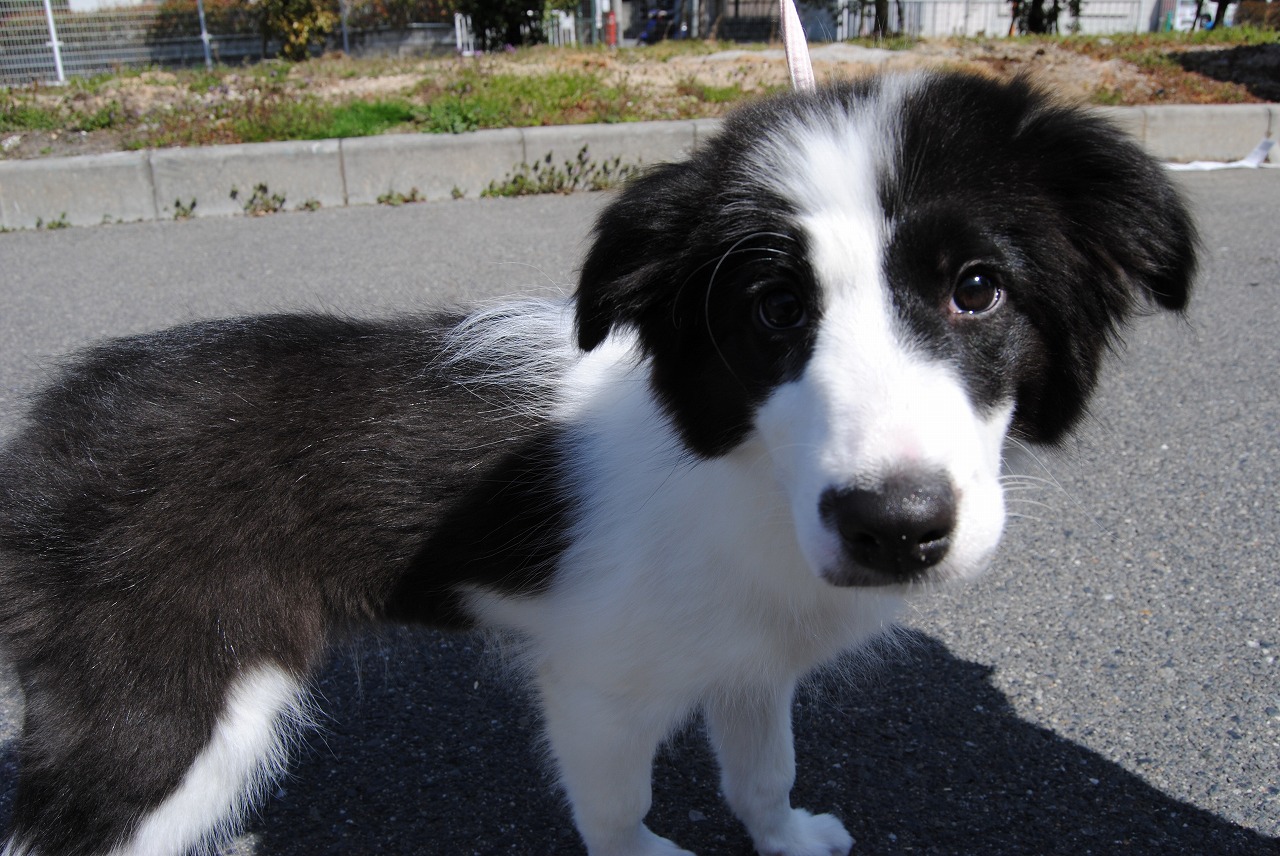 中型犬 ボーダーコリー 京都 ペットショップ ノアズアーク