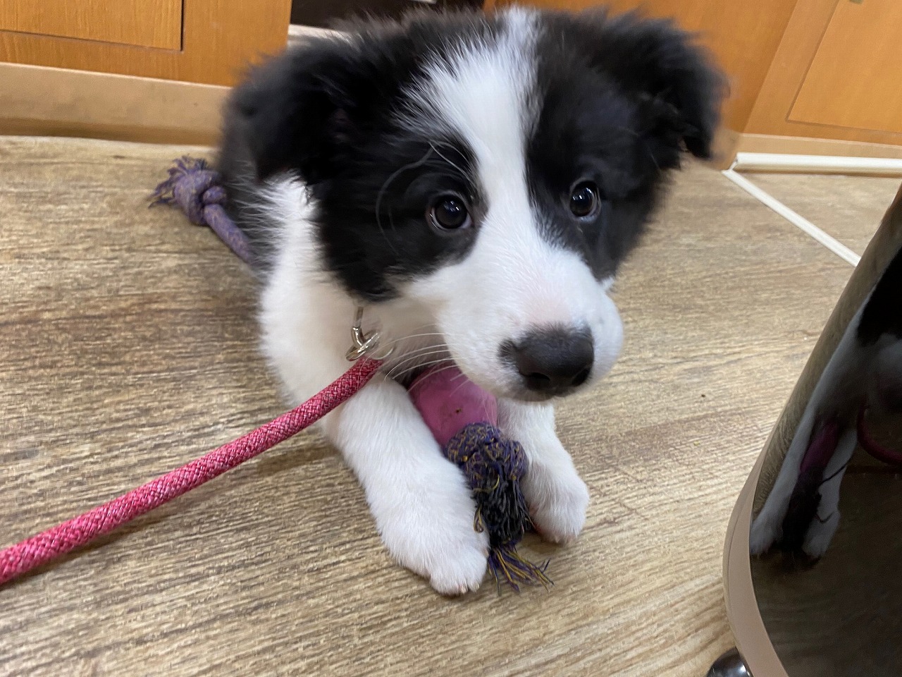 中型犬 ボーダーコリー 京都 ペットショップ ノアズアーク