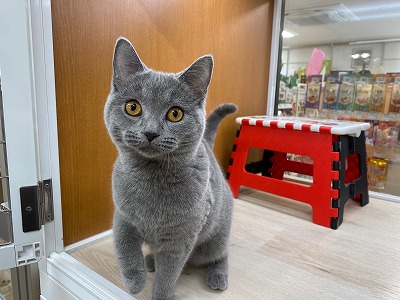 猫】シャルトリュー(2012692) | 京都 ペットショップ ノアズアーク