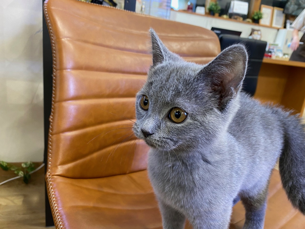 猫】シャルトリュー(2012692) | 京都 ペットショップ ノアズアーク