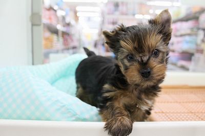 ヨークシャーテリア詳細｜ペットショップNOAH'S ARK（ノアズアーク）