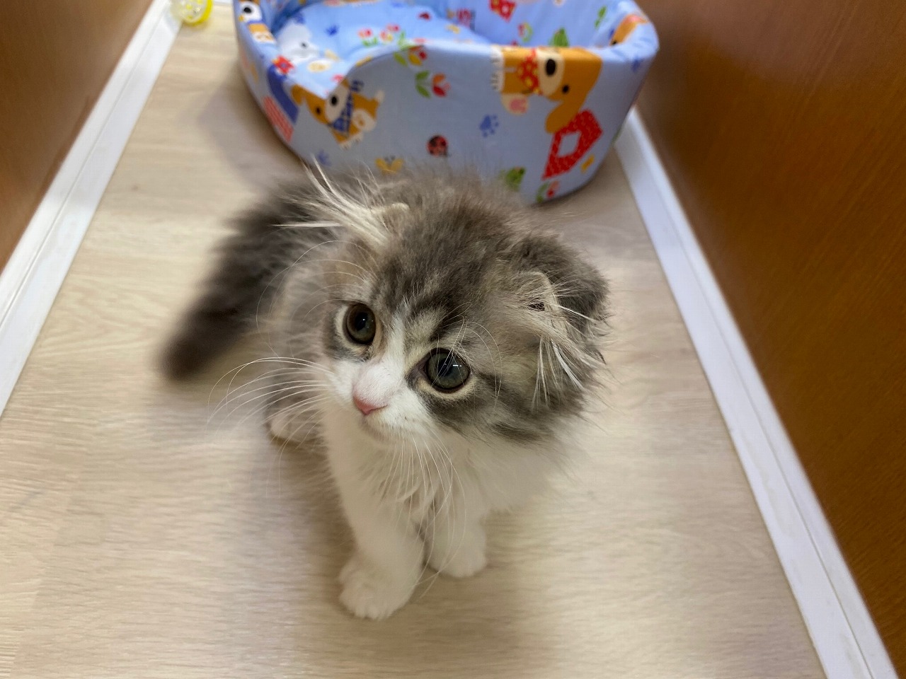 スコティッシュフォールド詳細｜ペットショップNOAH'S ARK（ノアズアーク）