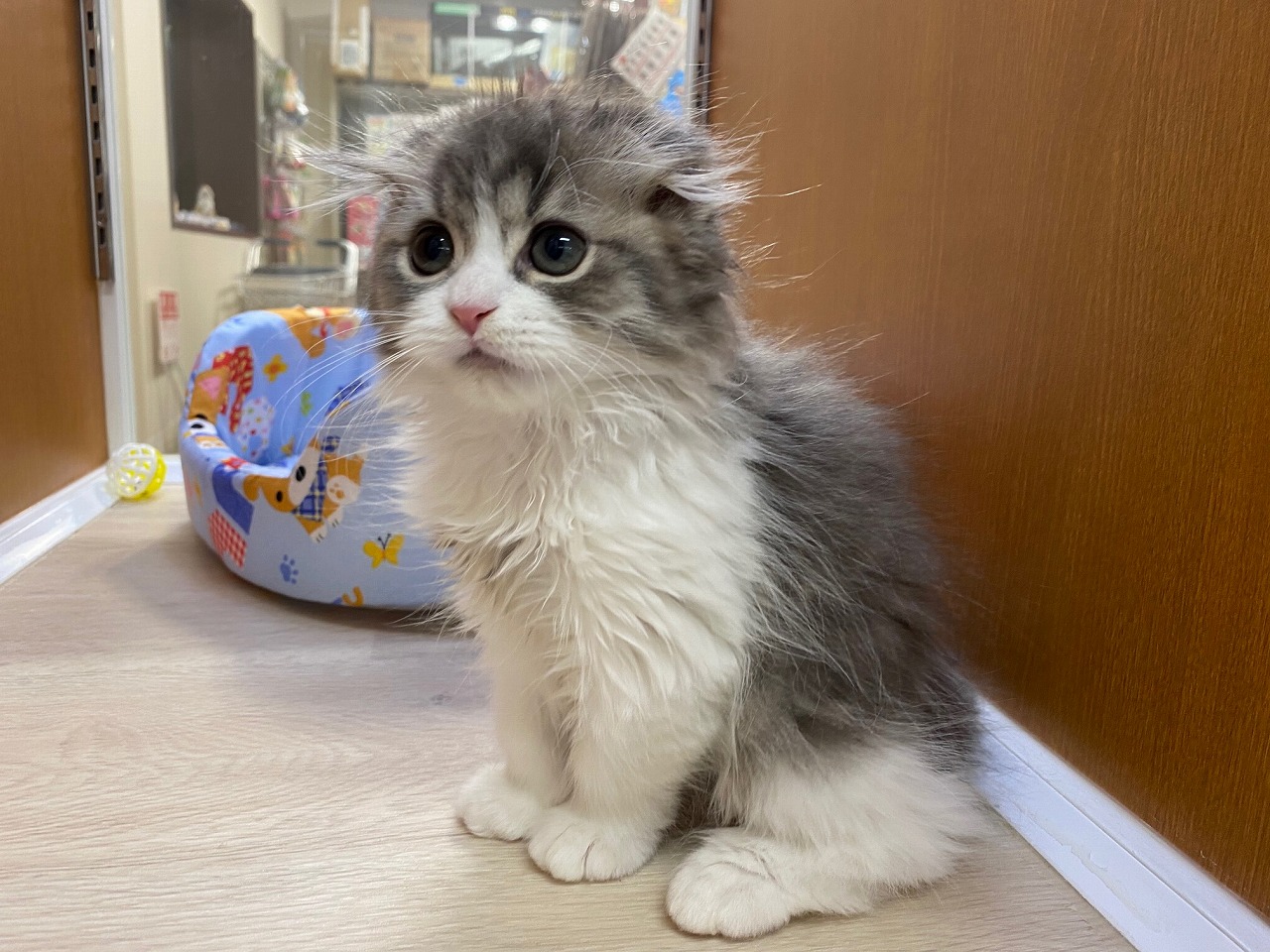 猫 スコティッシュフォールド 京都 ペットショップ ノアズアーク