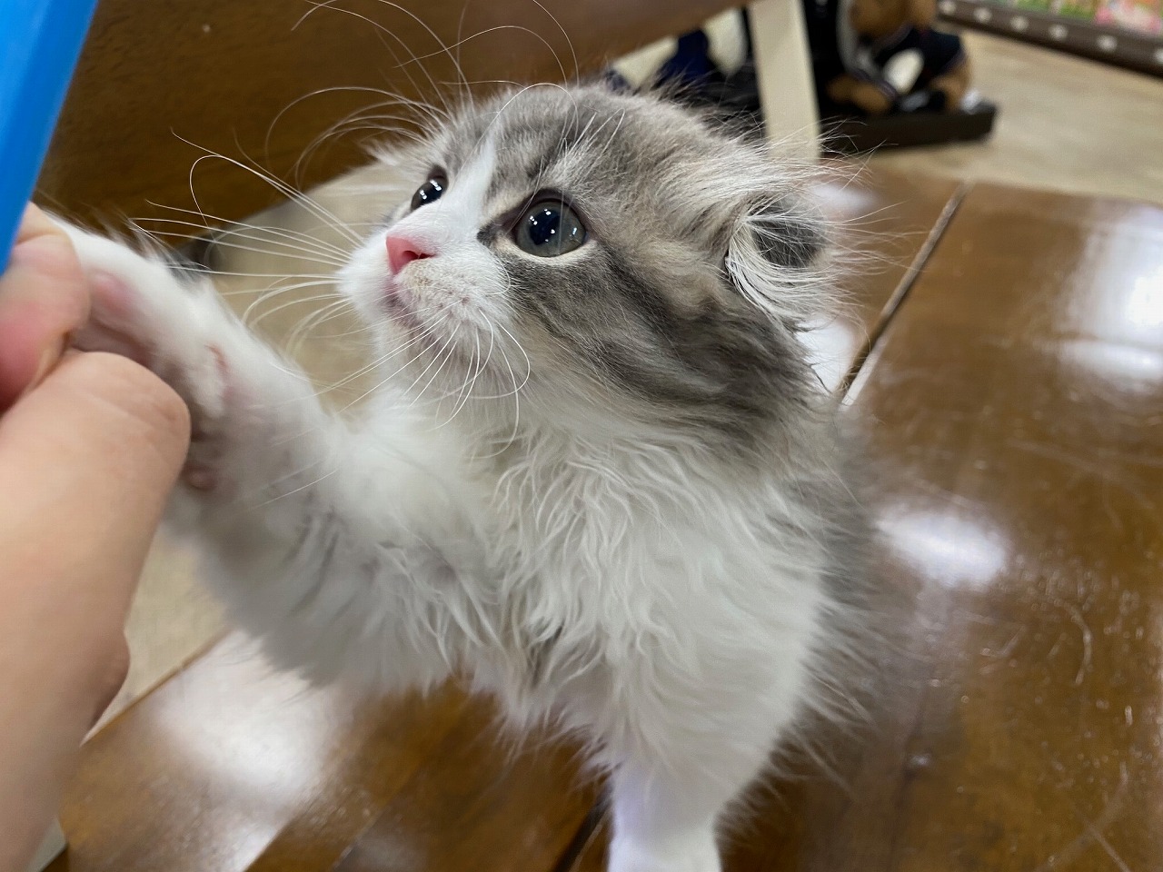 猫】スコティッシュフォールド(2101004) | 京都 ペットショップ