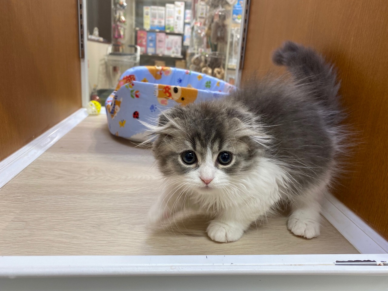 猫 スコティッシュフォールド 京都 ペットショップ ノアズアーク