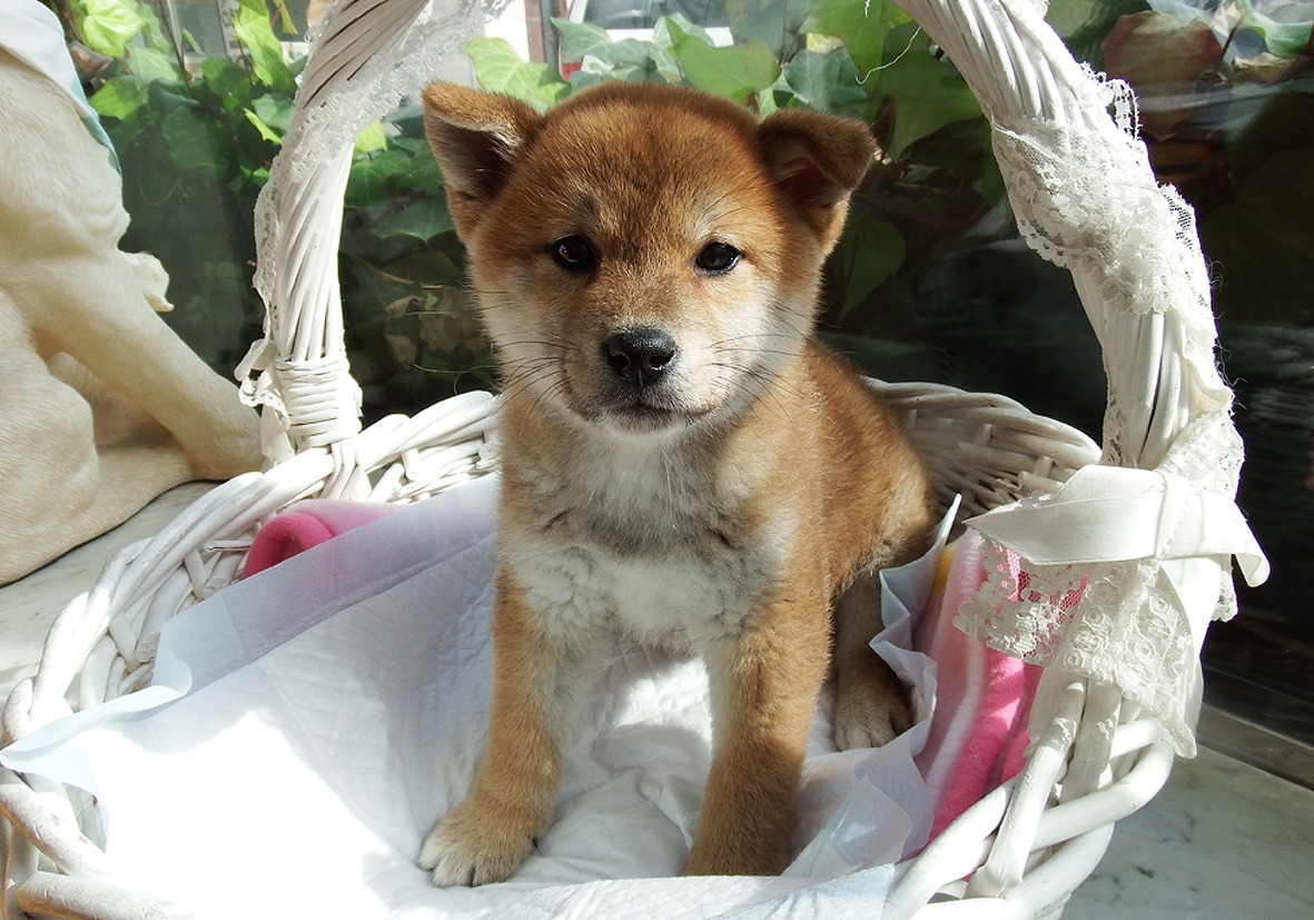 中型犬 柴犬 京都 ペットショップ ノアズアーク 中型犬 柴犬 京都 ペットショップ ノアズアーク
