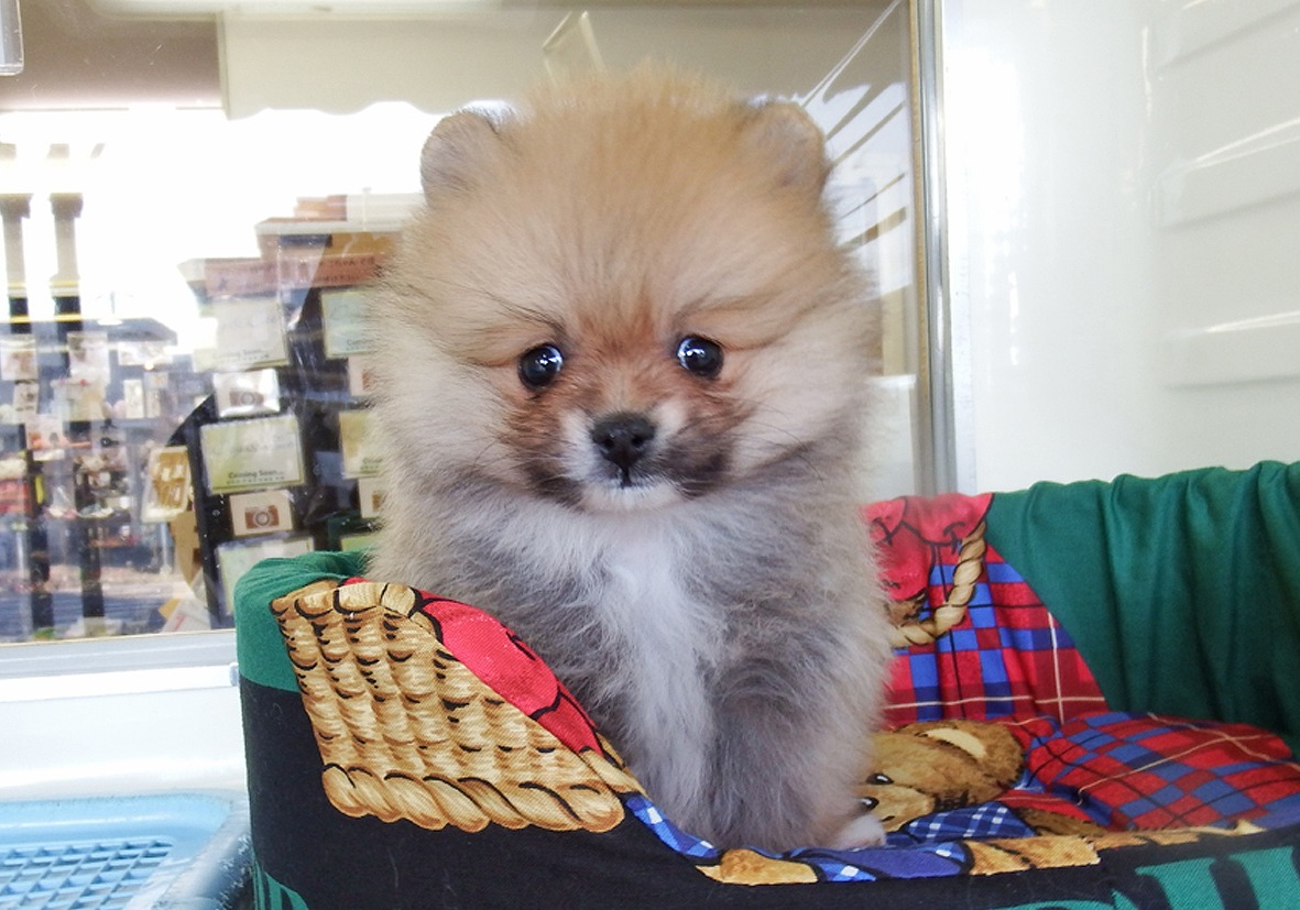 小型犬】ポメラニアン(2101029) | 京都 ペットショップ ノアズアーク
