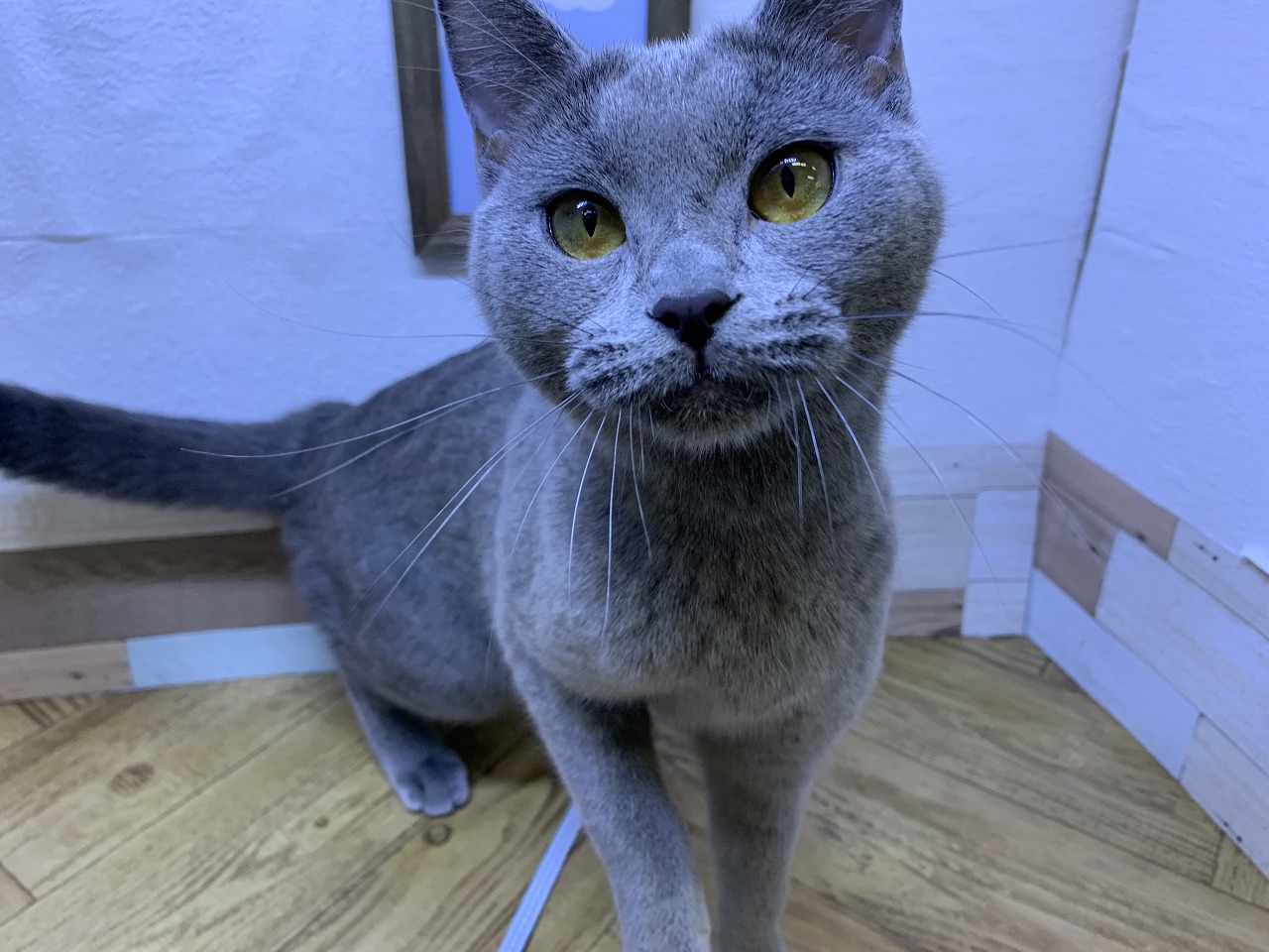 猫 シャルトリュー 京都 ペットショップ ノアズアーク