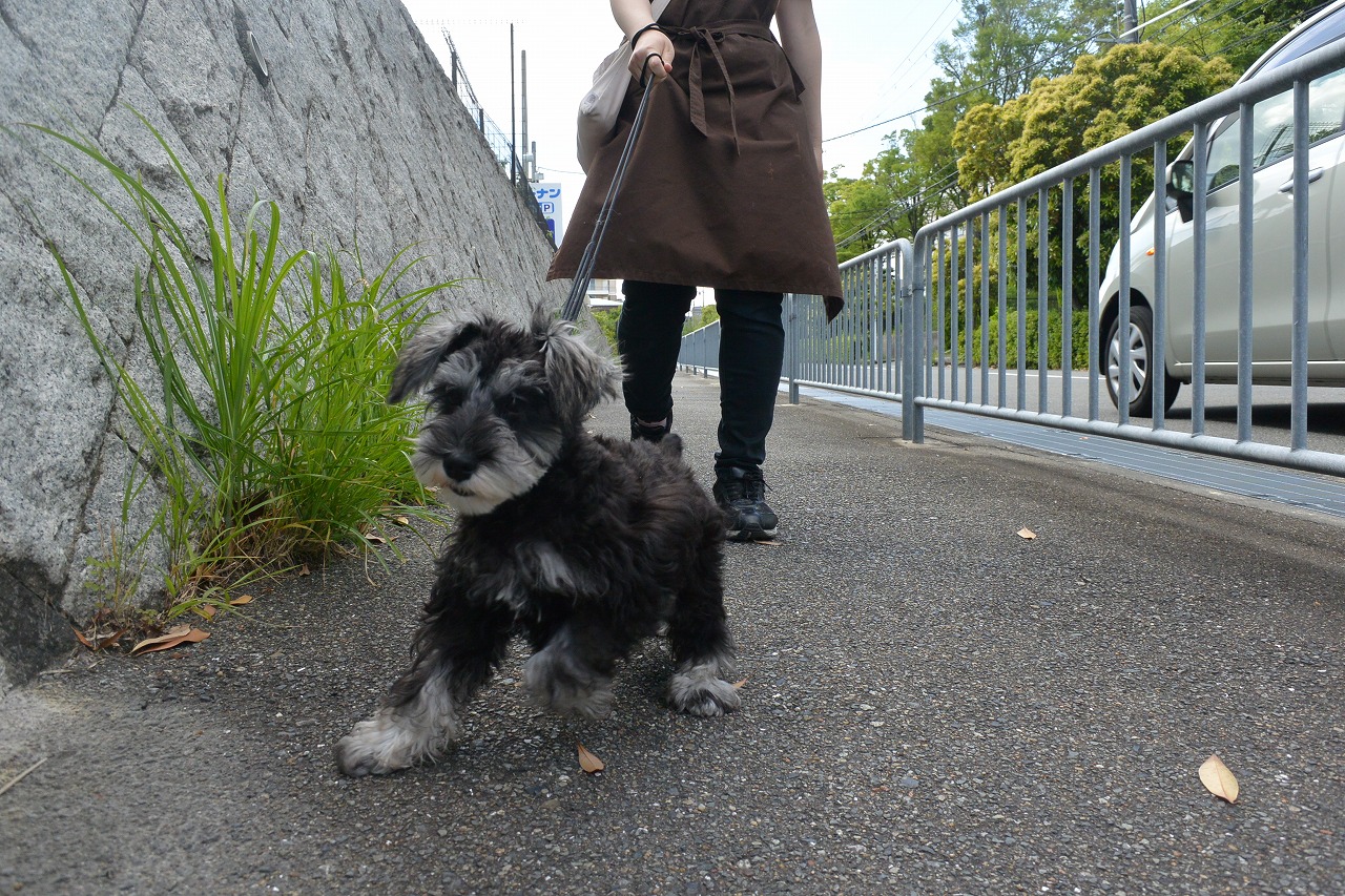小型犬 ミニチュア シュナウザー 京都 ペットショップ ノアズアーク