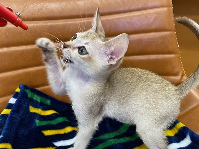 猫】シンガプーラ(2105187) | 京都 ペットショップ ノアズアーク