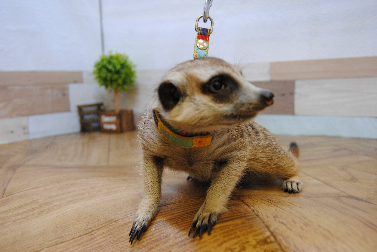 Amazon.co.jp: ミーアキャット ぬいぐるみ 高さ24cm : おもちゃ