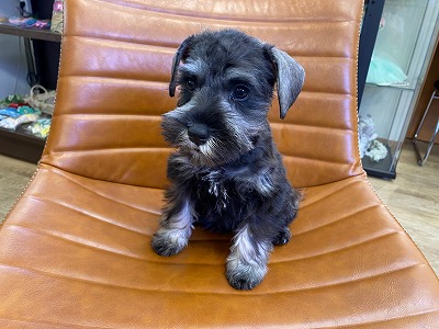 小型犬 ミニチュア シュナウザー 京都 ペットショップ ノアズアーク