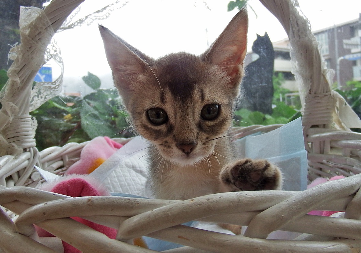 アビシニアンページ★ アビシニアンの子猫販売 ブリーダーの出産情報 猫専門ペット