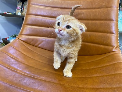 猫 スコティッシュフォールド 京都 ペットショップ ノアズアーク 猫 スコティッシュフォールド 京都 ペットショップ ノアズアーク