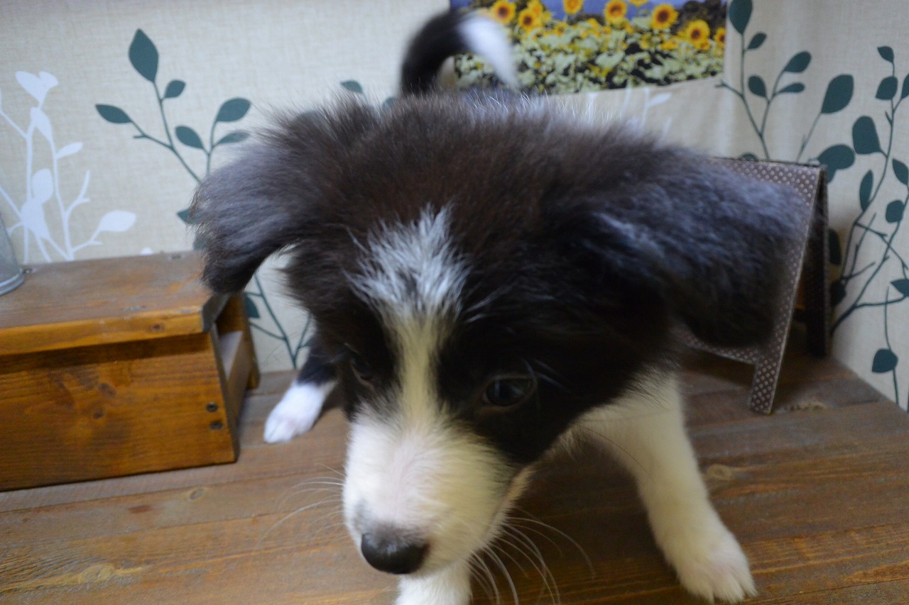 中型犬 ボーダーコリー 京都 ペットショップ ノアズアーク