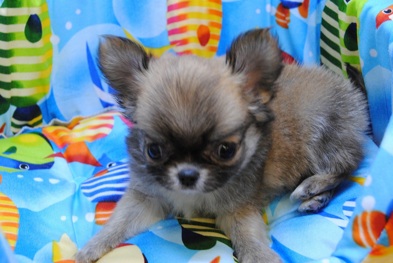 小型犬 チワワ ロングコート 京都 ペットショップ ノアズアーク 小型犬 チワワ ロングコート 京都 ペットショップ ノアズアーク
