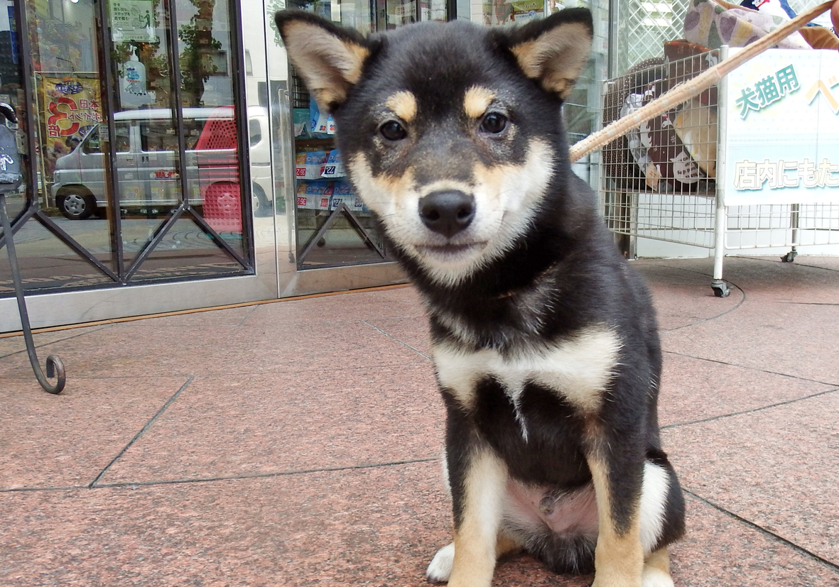 中型犬】柴犬(2107313) | 京都 ペットショップ ノアズアーク 中型犬】柴犬(2107313) | 京都 ペットショップ ノアズアーク