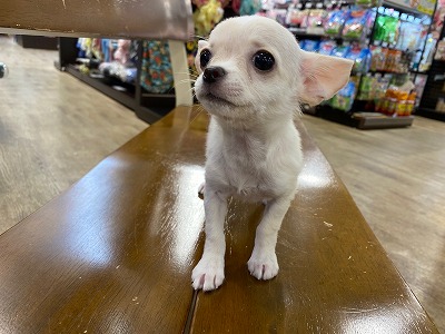 小型犬 チワワ スムースコート 京都 ペットショップ ノアズアーク