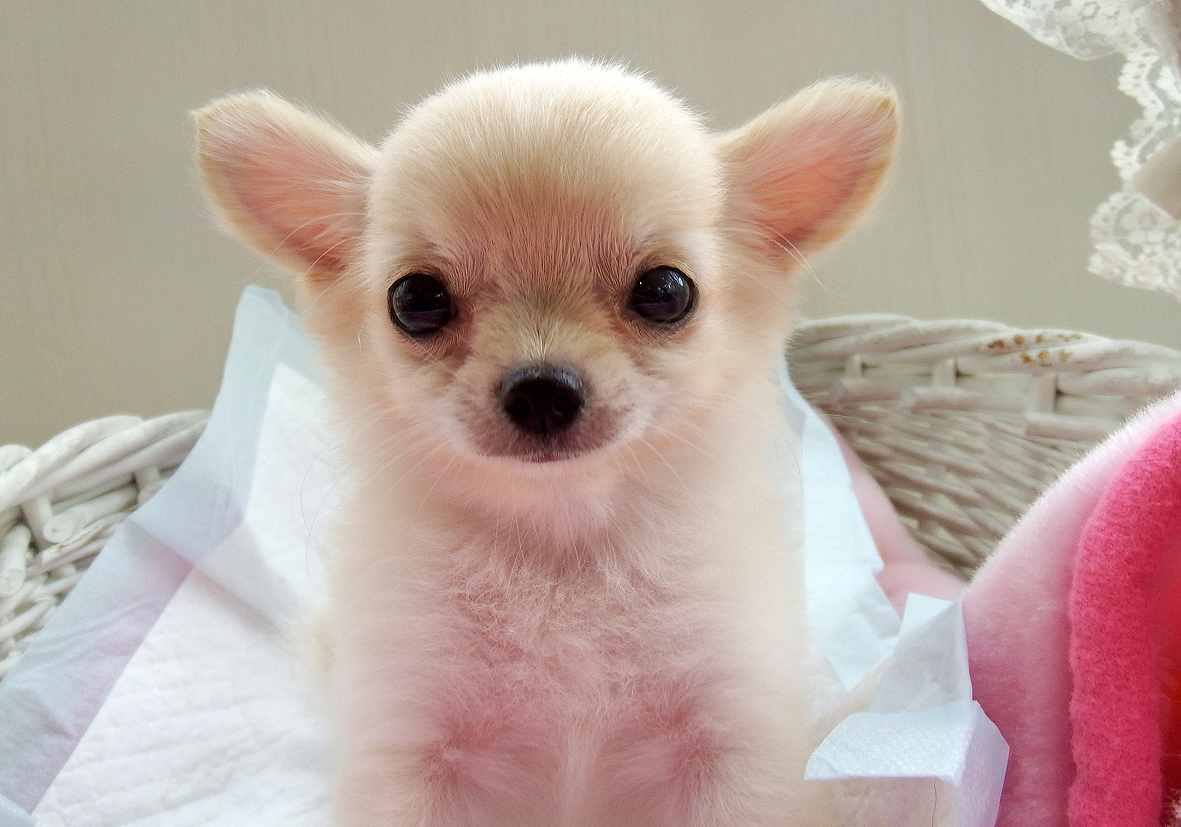 小型犬】チワワ（ロングコート）(2109385) | 京都 ペット