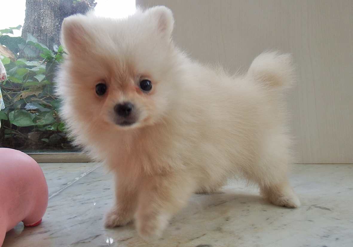 小型犬 ポメラニアン 京都 ペットショップ ノアズアーク