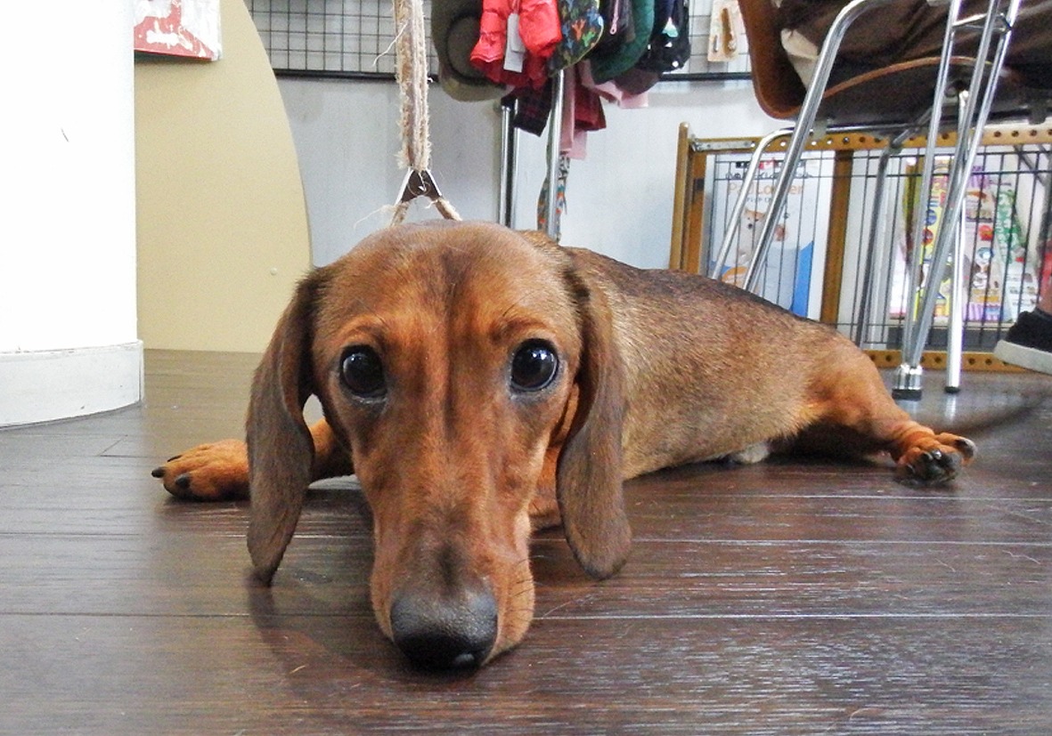 小型犬】ミニチュア・ダックス（スムース）(2110450) | 京都
