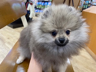 Amazon.co.jp: スタイルズ ポメラニアン用 成犬用 1.2kg