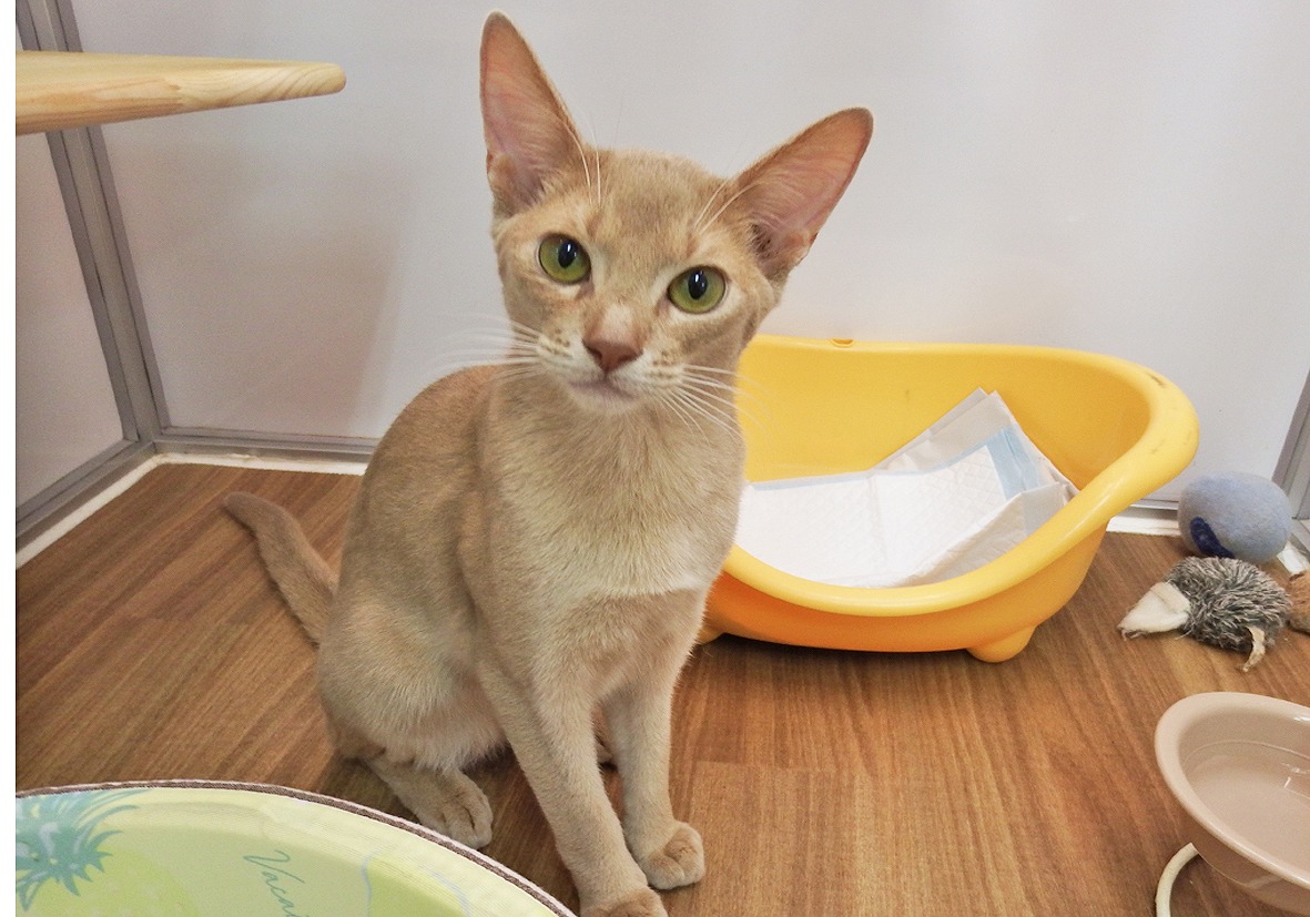 アビシニアンページ★ アビシニアンの子猫販売 ブリーダーの出産情報 猫専門ペット