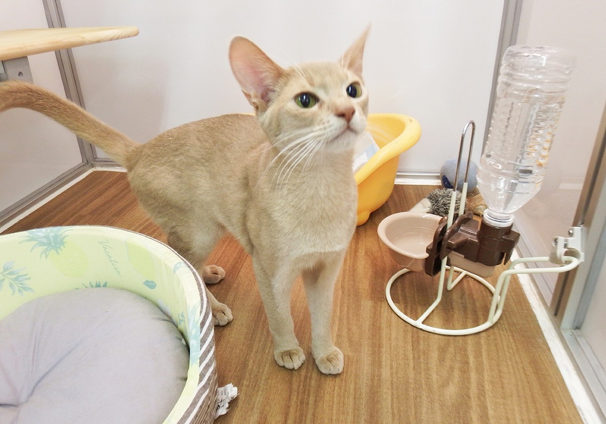 アビシニアンページ★ 猫】アビシニアン(2111504) | 京都 ペットショップ ノアズアーク